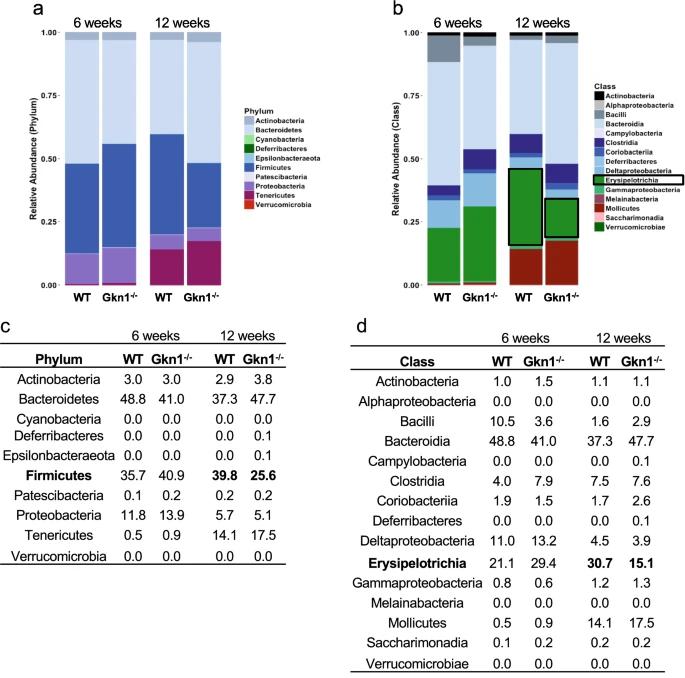 关闭一种胃蛋白似乎有助于调节小鼠的肥胖症