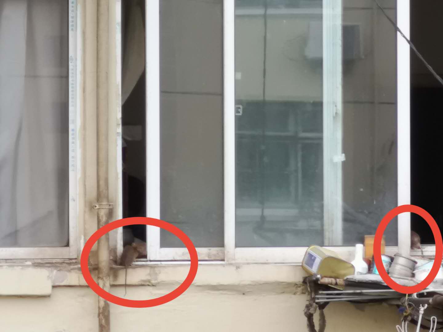 老人捡垃圾堆满房间引上百只老鼠,老人捡垃圾堆满屋引老鼠