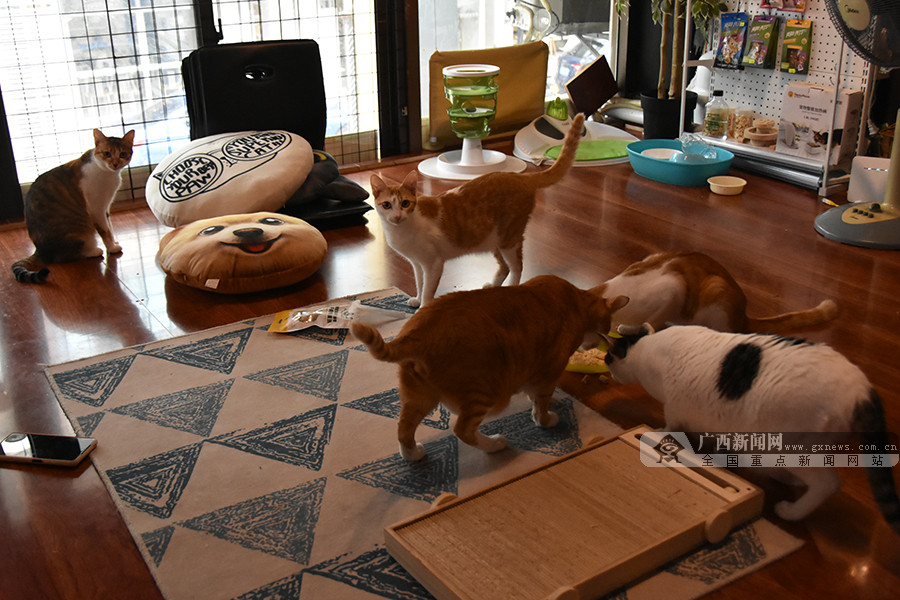 出去旅游宠物留守,外出旅游怎样找宠物托管