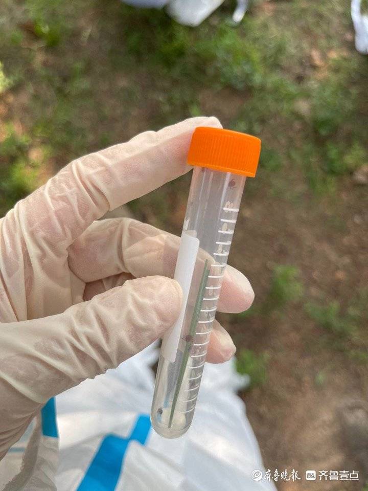 一只羊身上有12只虫子,疾控人员在家找出大量蜱虫