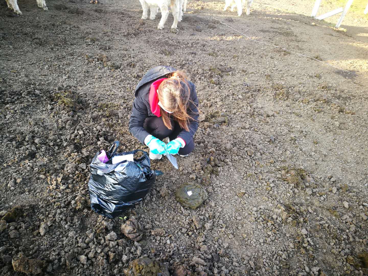 乐此不疲捡牛粪他们到底图个啥？——揭秘青藏高原上的牦牛“铲屎官”