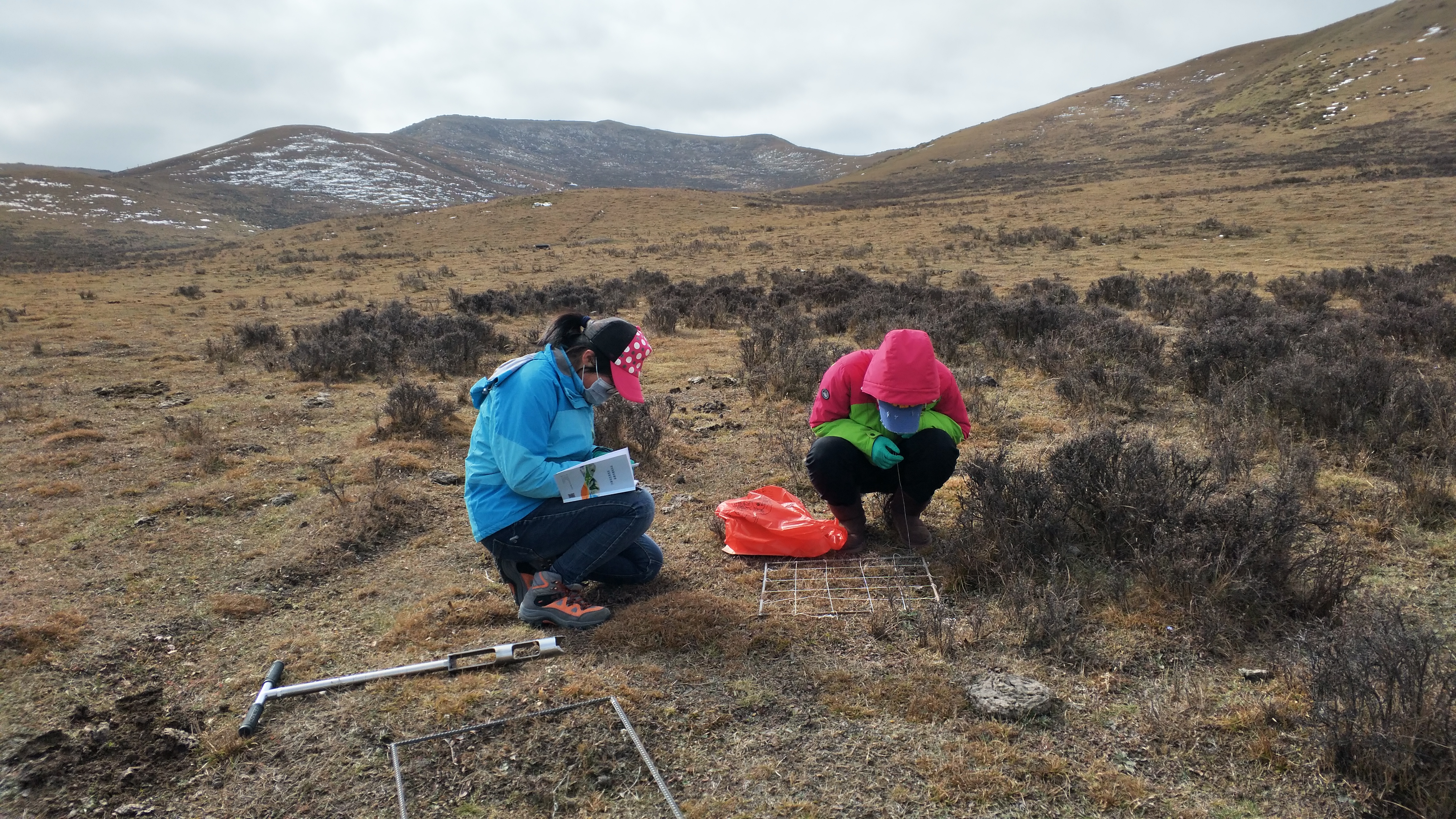 乐此不疲捡牛粪他们到底图个啥？——揭秘青藏高原上的牦牛“铲屎官”