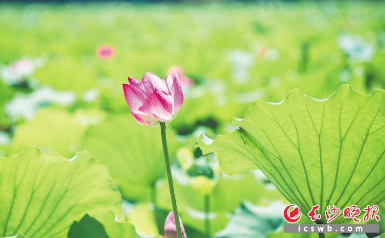 赏荷花美照,赏荷塘视频