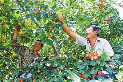 小沙果成了“金果果”