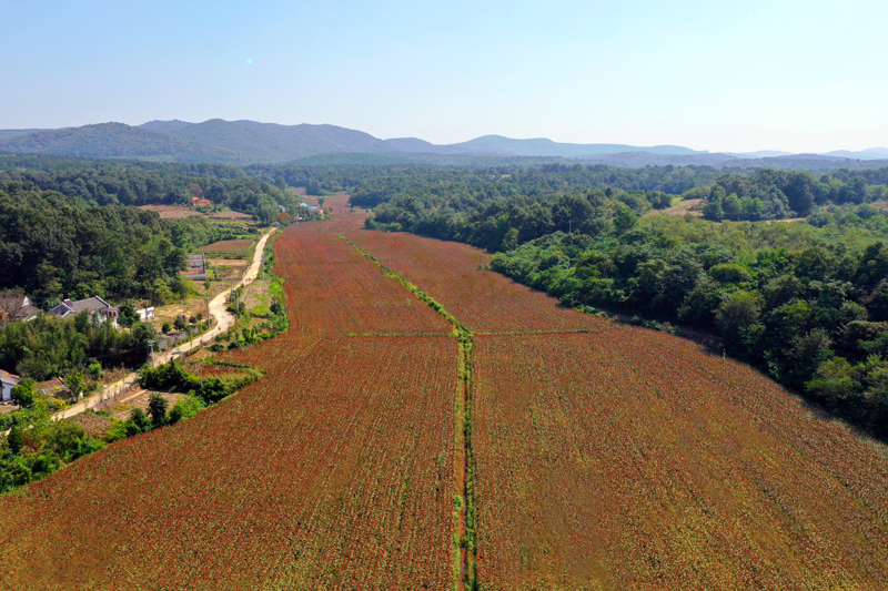 湖北宜城：2000亩红高梁丰收在望