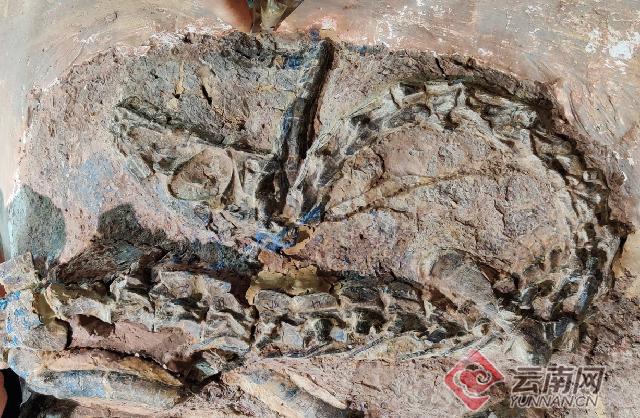 云南大理奇妙博物馆,云南生命博物馆