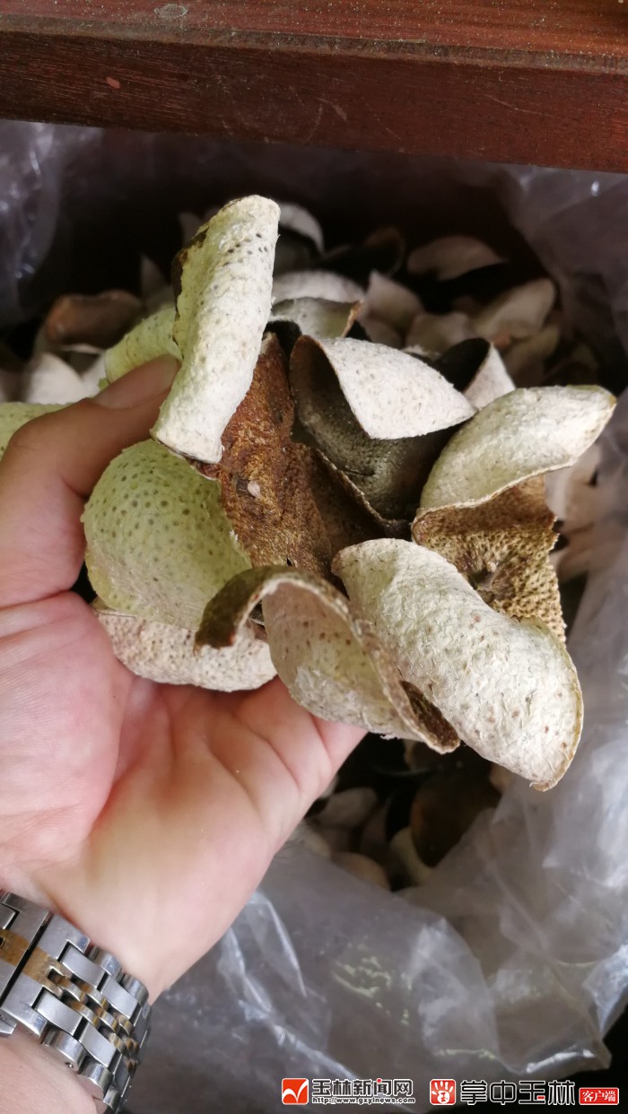 预测今年的陈皮柑价格如何,今年四会柑树陈皮价格会怎样