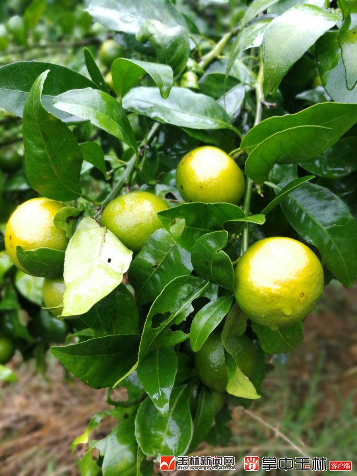 预测今年的陈皮柑价格如何,今年四会柑树陈皮价格会怎样