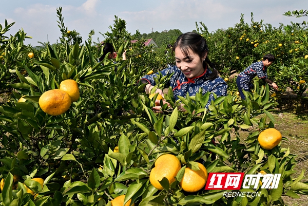 洞口雪峰蜜桔的来历,洞口雪峰蜜桔