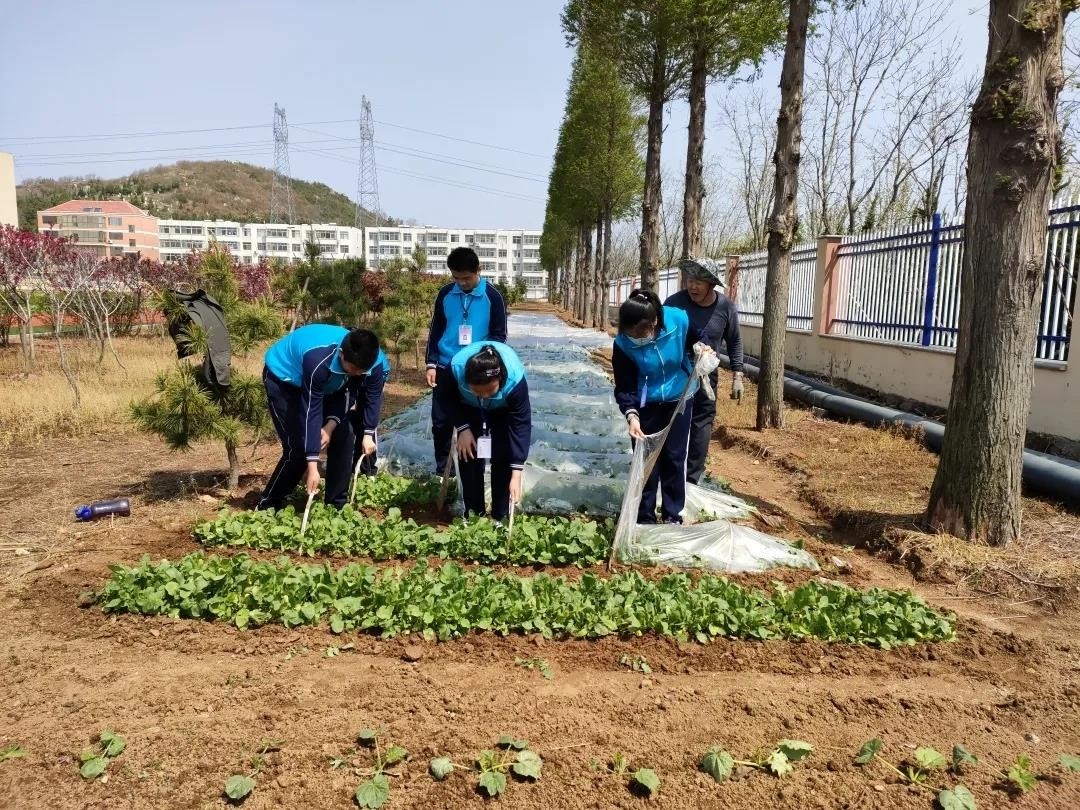 一亩方田点亮青春——荣成市第三十七中学体验式劳动教育小记