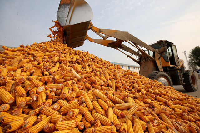 生态湿地百鸟来栖视频,护大河之洲引百鸟来栖