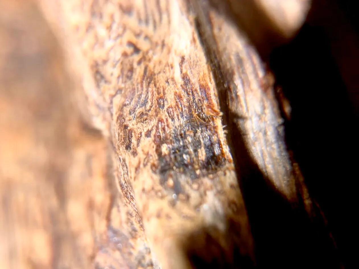 惠安系越南沉香,老惠安和大叻沉香区别