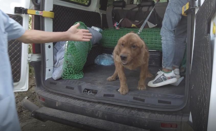 被救助的金毛弃养犬,被领养的金毛怎么处理最好