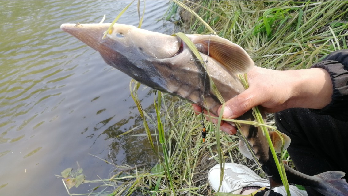钓鱼遇小鱼闹窝怎么办,钓鱼遇小鱼闹窝用什么饵料最好