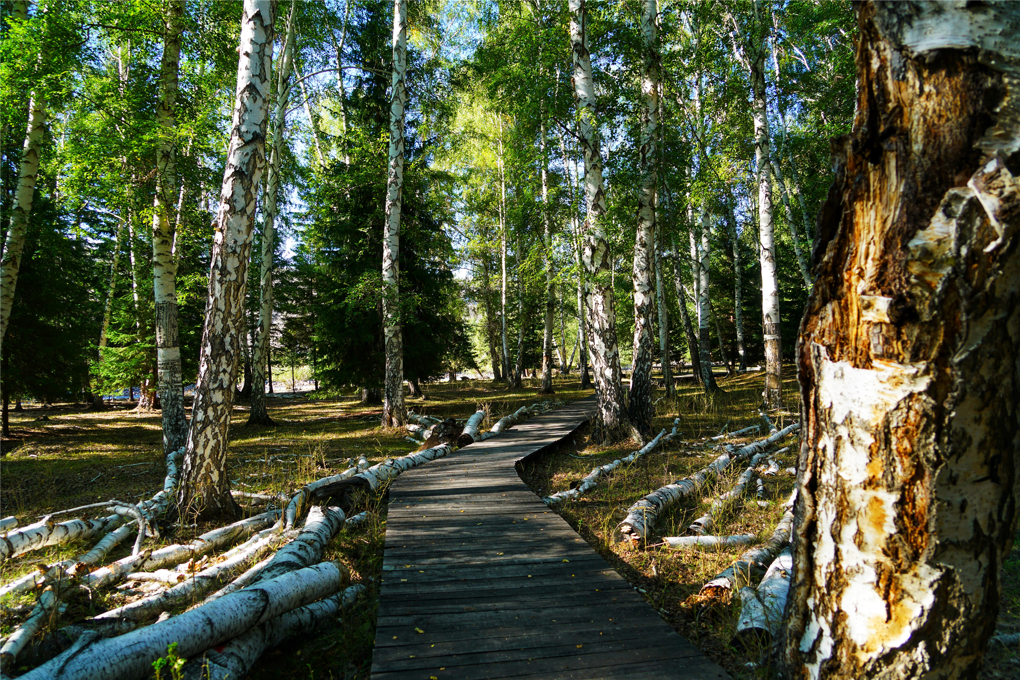 7月新疆可可托海,冬天去可可托海有什么值得看