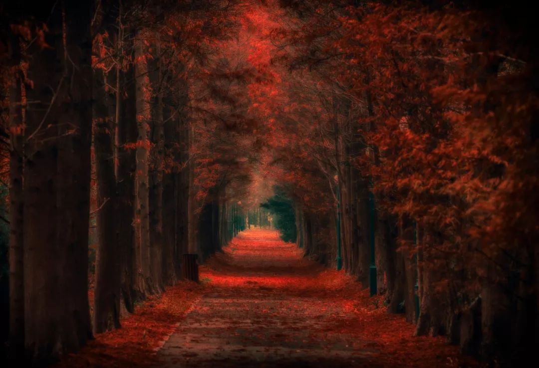 赏枫地图,赏红叶正当时