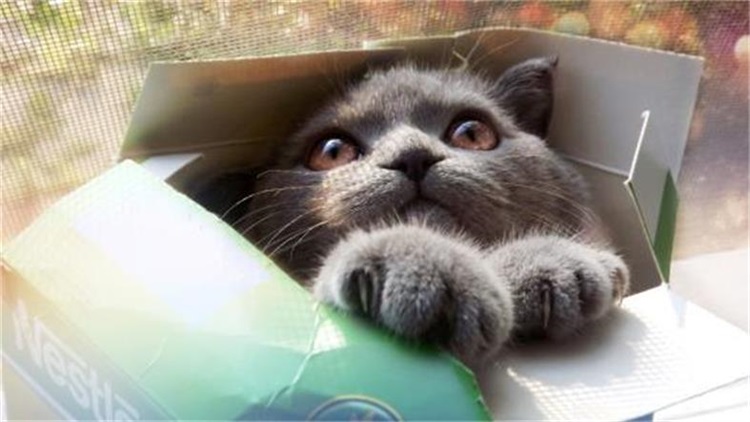 养猫扰民怎么投诉,想养猫但是猫扰民怎么办