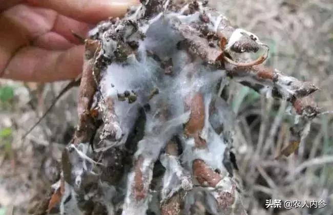 几种果树根部病害的症状识别与防治！