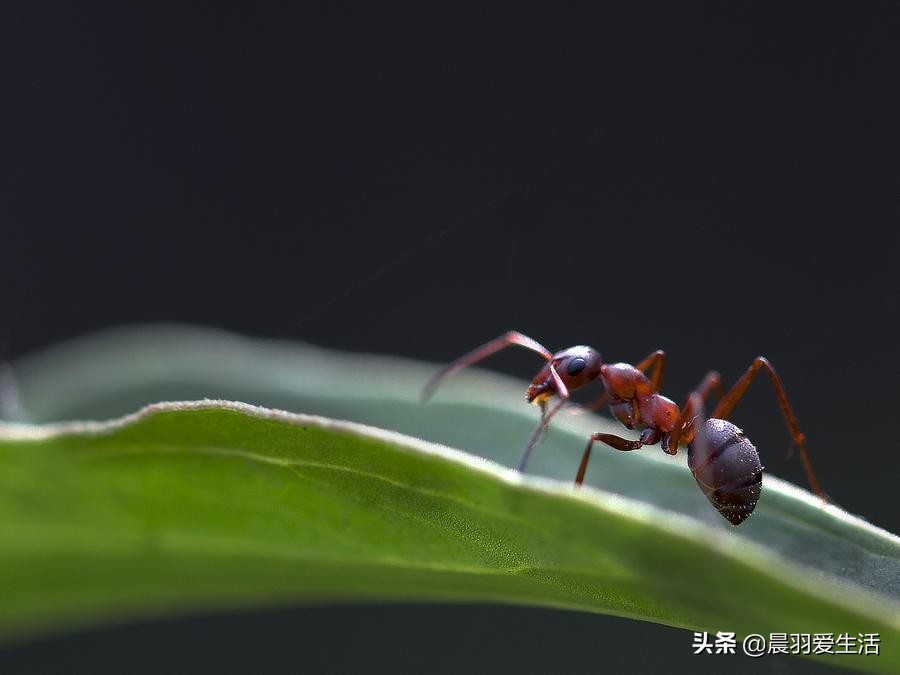 黑蚂蚁毒性大还是红蚂蚁毒性大,红蚂蚁和黑蚂蚁的哪个毒性强