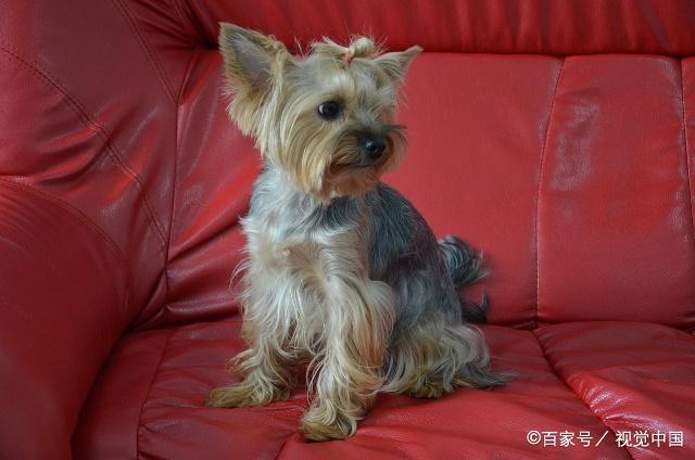 双鱼座狗狗性格特点,狗狗性格特点分析