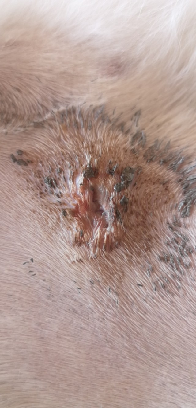 母猫剖腹产绝育脂肪液化是什么样,母猫绝育后脂肪液化图片