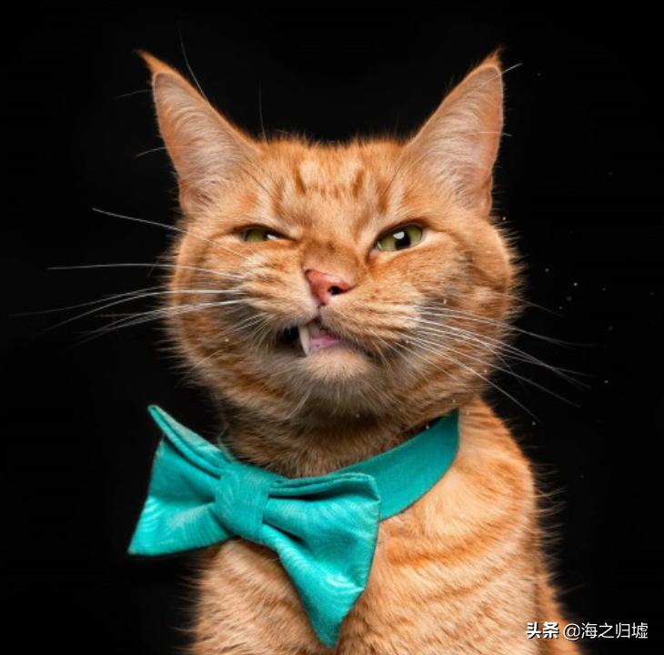 神级抓拍图片,25张令人惊叹的“神”级抓拍