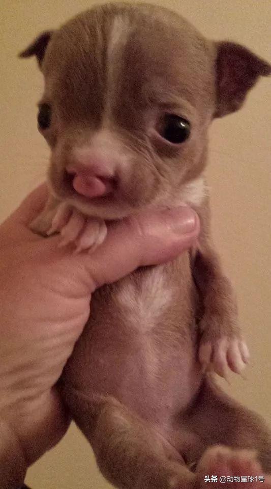 唇腭裂的小狗,唇裂小狗修复了可以养活吗