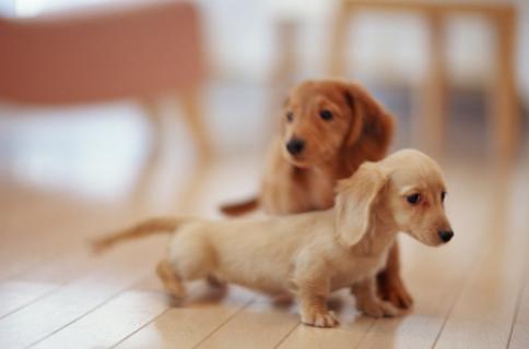 怎么训练狗狗在主人出门后不乱叫,狗狗出门见到狗就叫声大怎么收拾