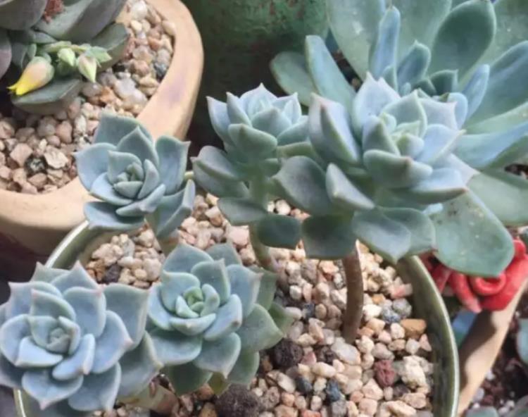 网购多肉老桩心欢喜，上盆时却犯了愁，应该怎么操作？