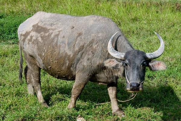 黄牛与水牛价格相比,黄牛和水牛有什么本质上的区别
