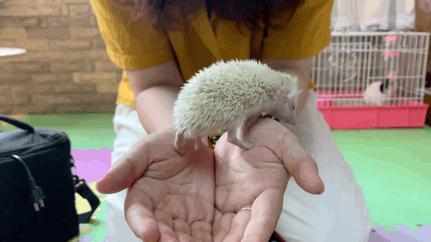 西安撸兔店,西安撸兔体验馆团购