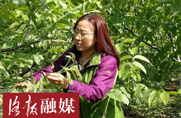 洛阳一大学老师化身“科技特派员”，为核桃树治“癌”助农增收10余万元