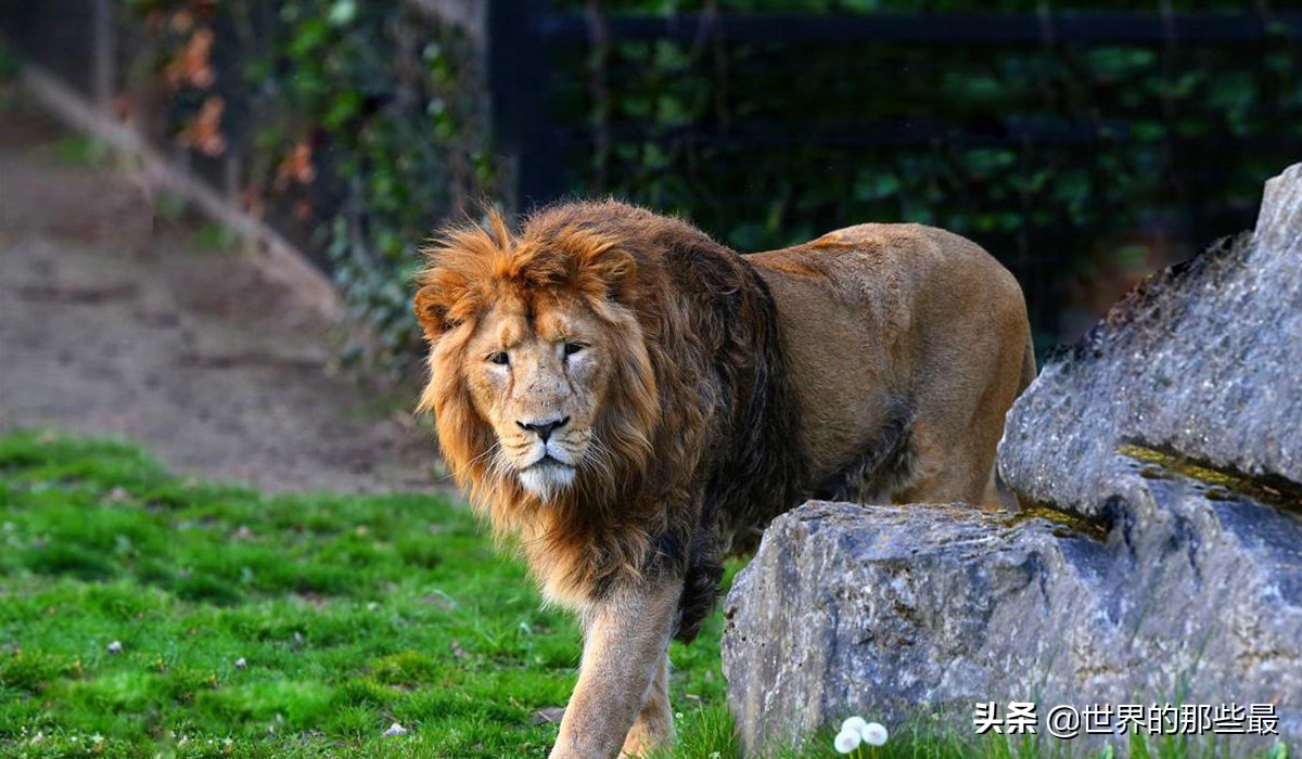 最强的狮子和最强的虎哪个更强,狮子和老虎的数据对比