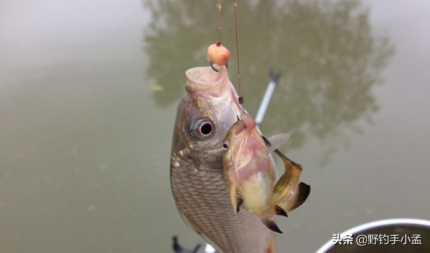 小鱼闹窝大鱼是不是不会来,小鱼闹窝大鱼不来