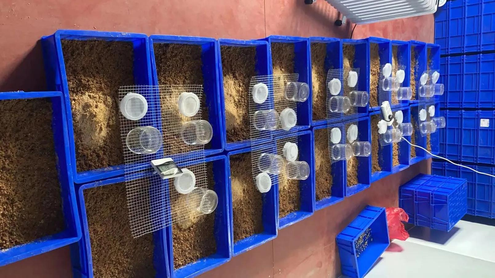 克迈拉黑水虻喂五黑鸡,克迈拉黑水虻与芦丁鸡