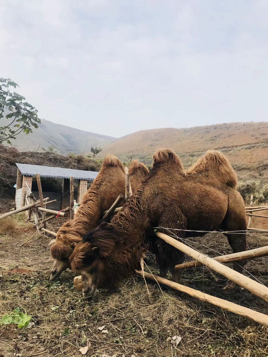 郑州最近山顶草原,离郑州自驾最近的大草原有哪些