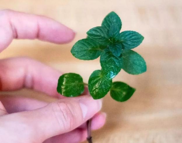 好养的水陆盆栽植物,适合茶盘养的植物