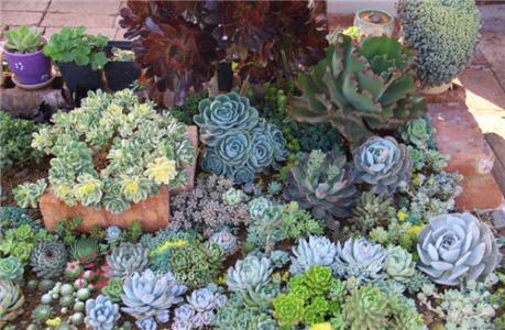 多肉全部搬到户外养,多肉观赏性强怎么办