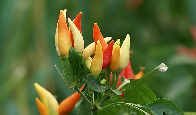 怎样学会对别人控制自己的情绪,会操控别人情绪的人