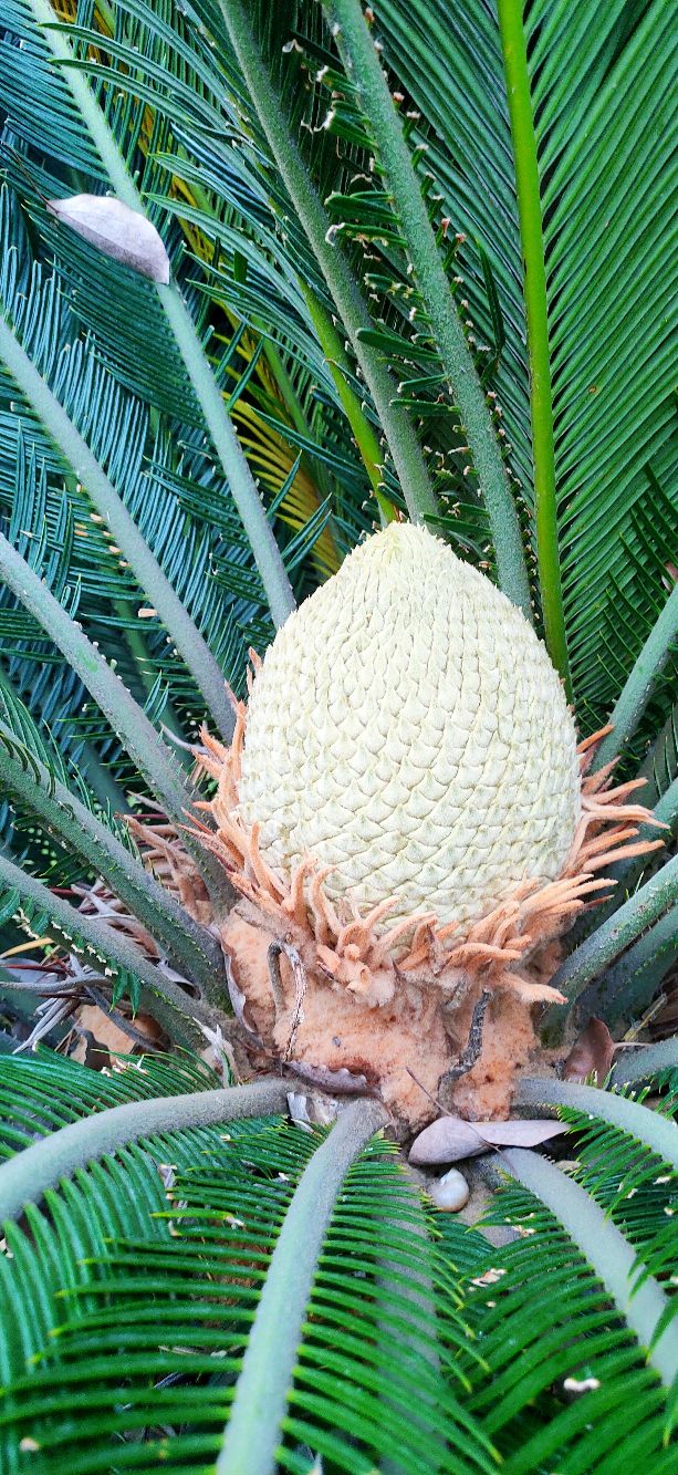 铁树分公铁树母铁树吗,铁树有雄铁树和雌铁树