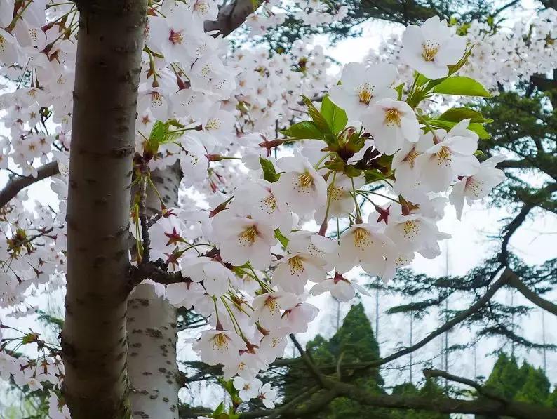 百花图谱大全100幅,工笔百花图谱100种