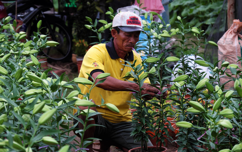北方种植百合花多久开花,如何种植百合花需要放香蕉皮