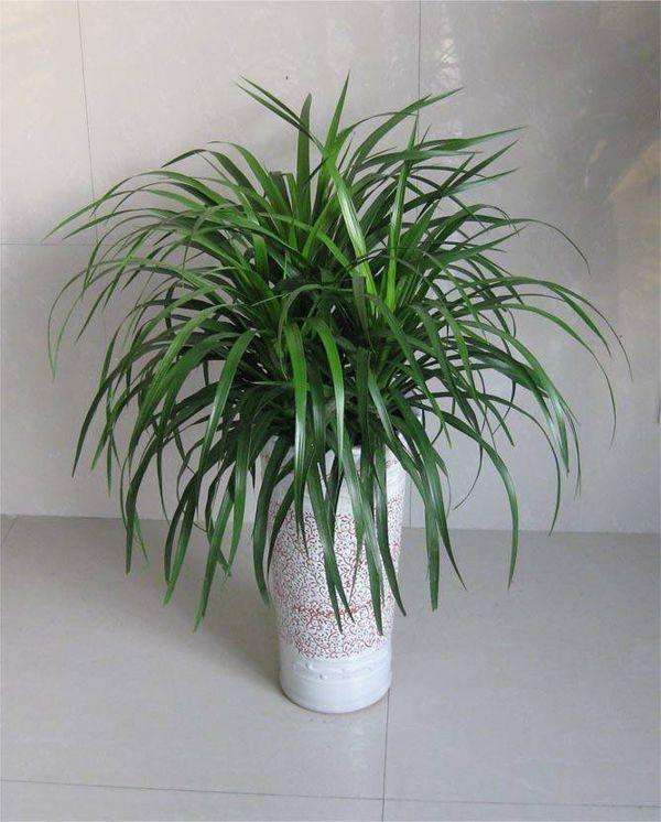 龙血树叶子尖发黄卷曲怎么办,龙血树叶子发黄怎么去解决呢