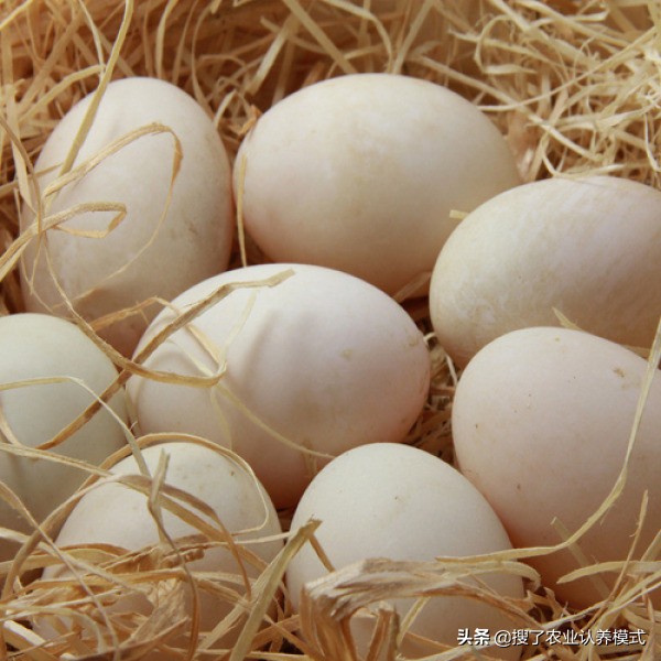鸡蛋买多了怎么办？传授几种简单贮存方法，收藏起来一定有用