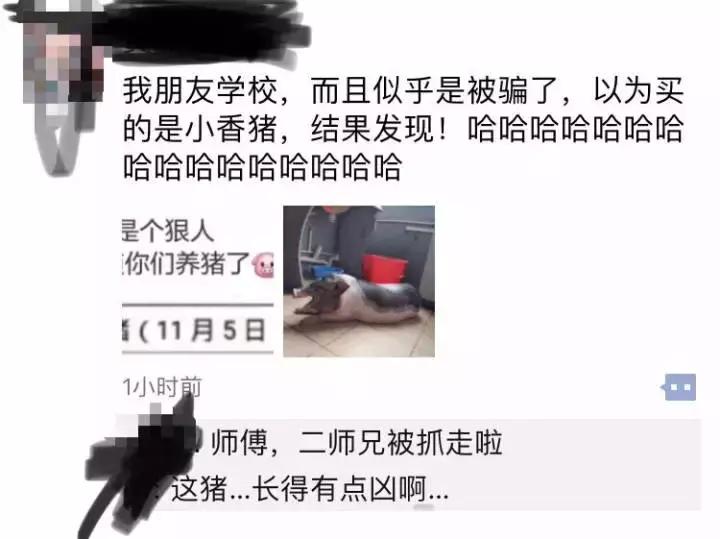 宿舍把小香猪养到300斤,大学生养小香猪