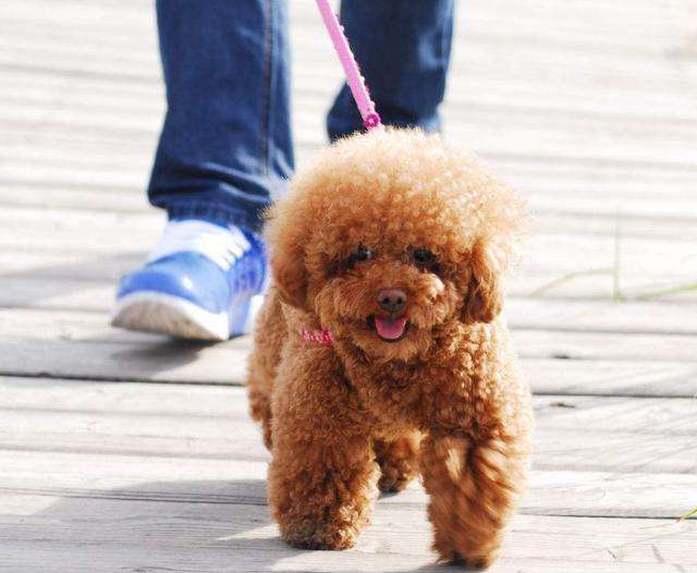 白贵宾犬怎么毛色会变,贵宾犬怎么护理毛发