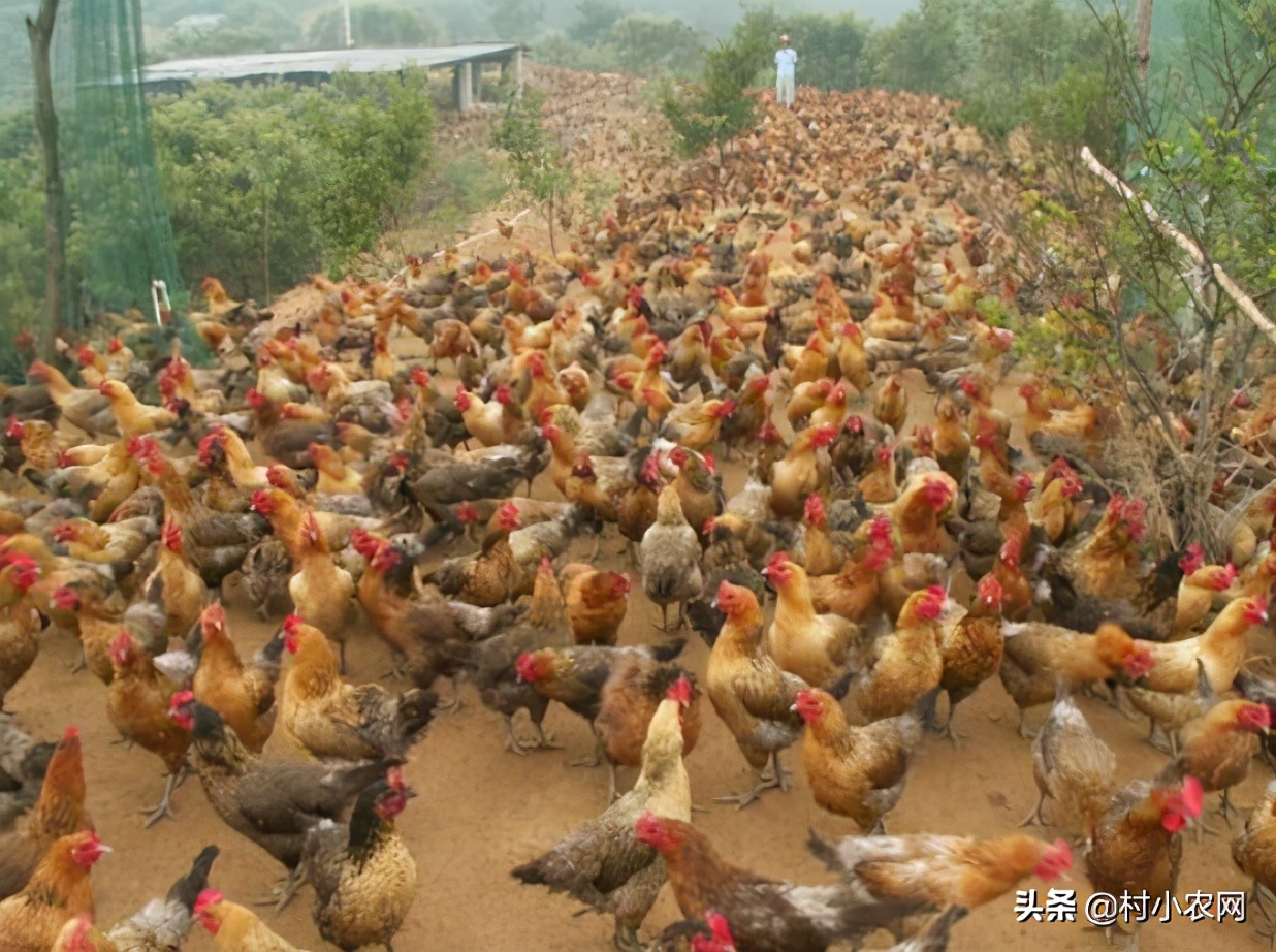 2021农村创业养殖有什么好项目,2020年农村种养殖创业项目