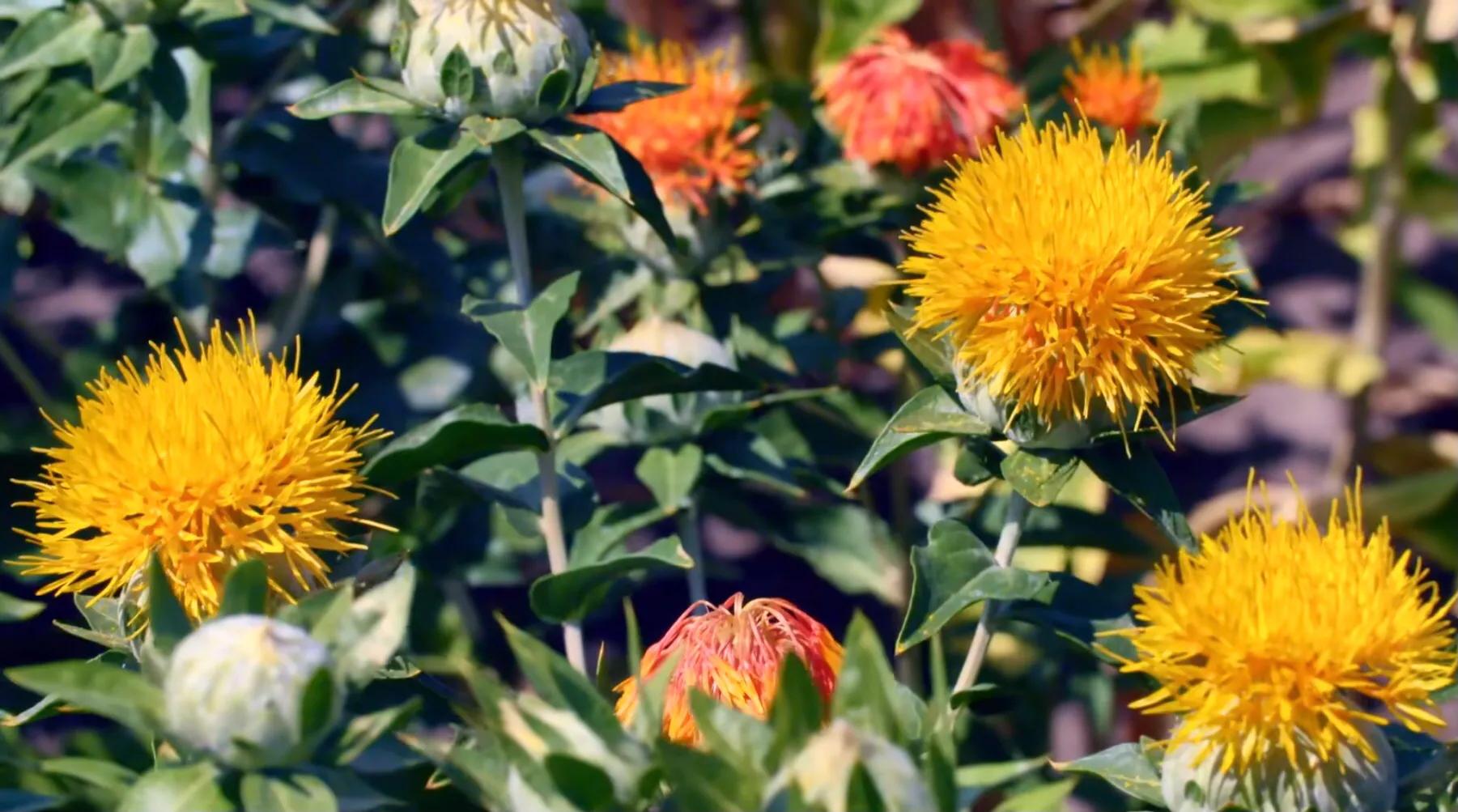 绾㈣姳鏈崏,绾㈣姳绁炲啘鏈崏