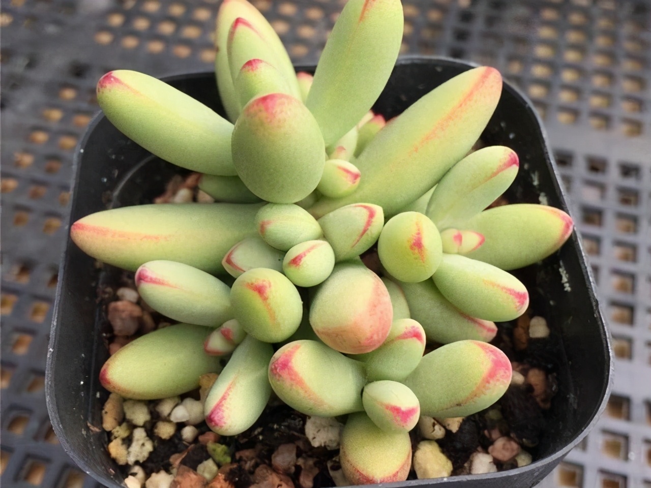 多肉小天狗和天狗之舞是两个完全不同的品种，但是都能养出红边