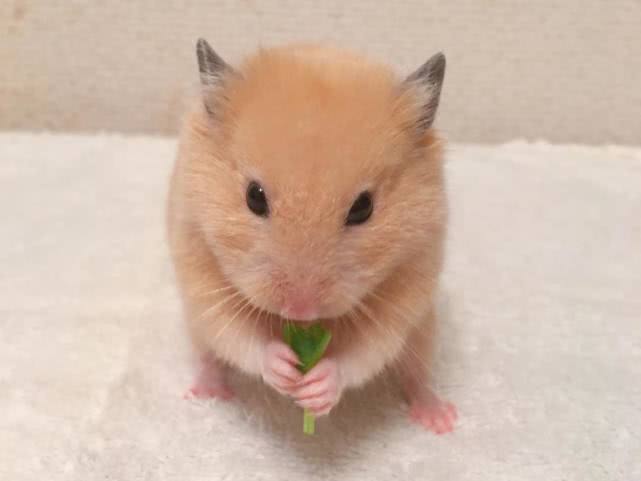 家养仓鼠和科学喂养有什么区别,新手适合饲养哪个品种的小仓鼠